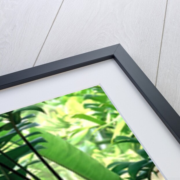 Heliconia Growing Among Tropical Ferns by Anonymous