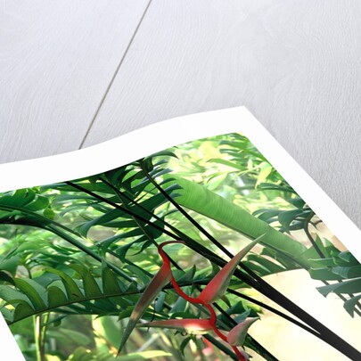 Heliconia Growing Among Tropical Ferns by Anonymous