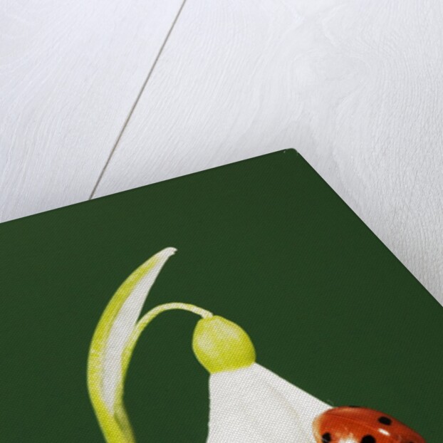 Ladybug on Snowflake Flower by Anonymous