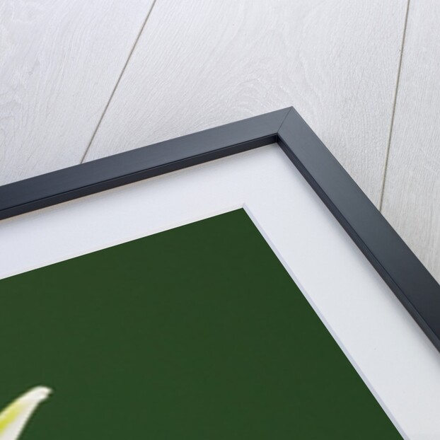 Ladybug on Snowflake Flower by Anonymous