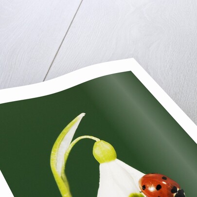 Ladybug on Snowflake Flower by Anonymous