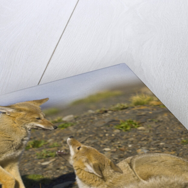 Two Paragonian Grey Fox Pups Playing by Anonymous