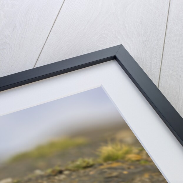 Two Paragonian Grey Fox Pups Playing by Anonymous