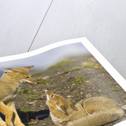 Two Paragonian Grey Fox Pups Playing by Anonymous