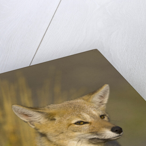 Alert Paragonian Grey Fox by Anonymous