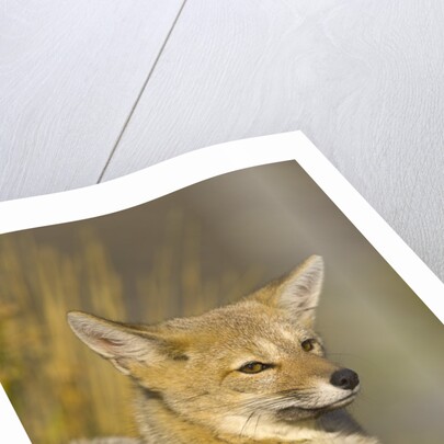 Alert Paragonian Grey Fox by Anonymous