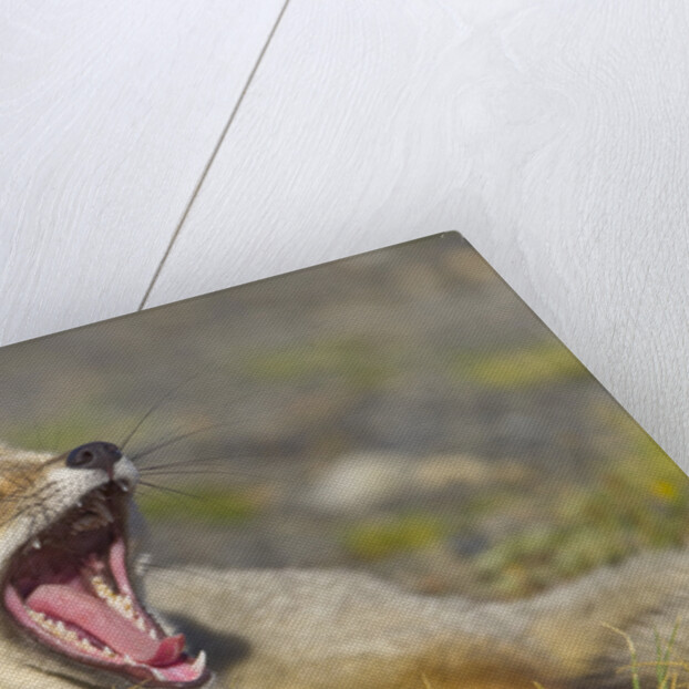 Paragonian Grey Fox Yawning by Anonymous