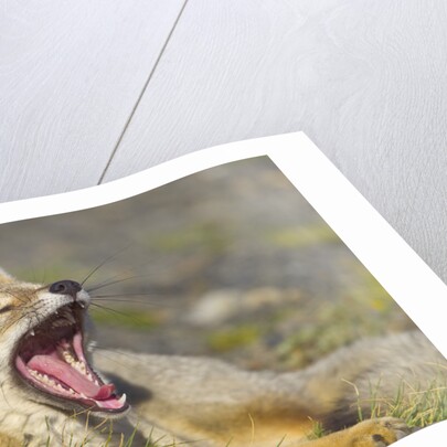 Paragonian Grey Fox Yawning by Anonymous