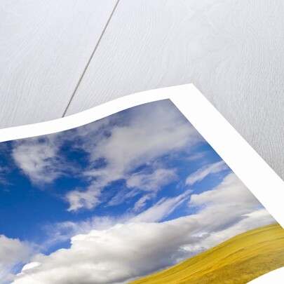 Cumulus Clouds above Rural Road by Anonymous