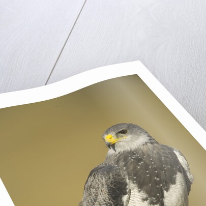 Black-chested Buzzard Eagle Perching on Fence Post by Anonymous