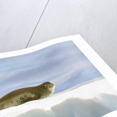 Crabeater Seal Resting on Ice by Anonymous