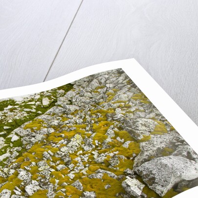 Moss and Lichens Growing on Rocks by Corbis