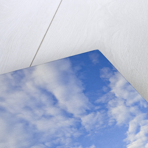 Adelie Penguin Colony on Rocky Landscape by Anonymous