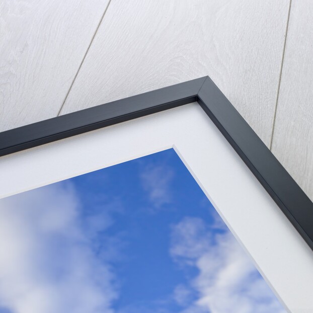 Adelie Penguin Colony on Rocky Landscape by Anonymous