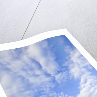 Adelie Penguin Colony on Rocky Landscape by Anonymous