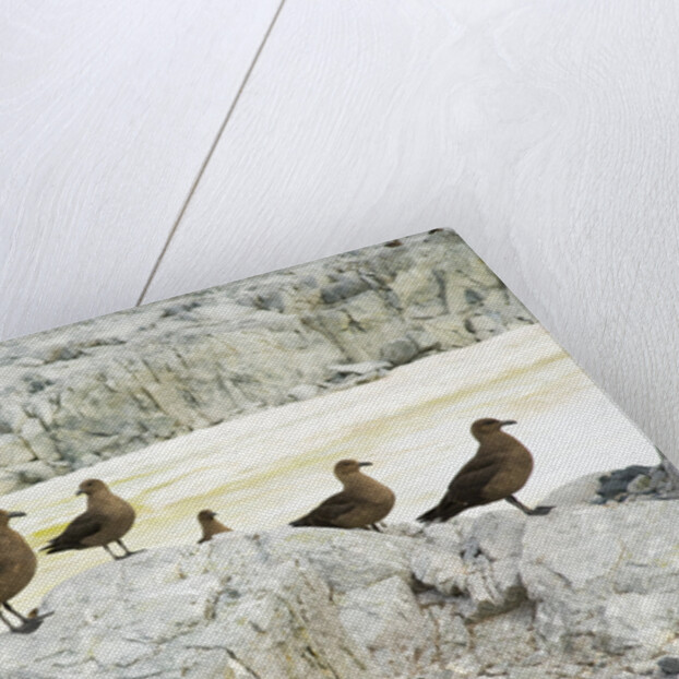 Brown Skuas Standing on Rocks by Anonymous