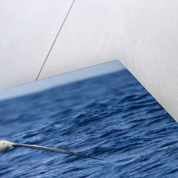Wandering Albatross Flying above Sea by Anonymous