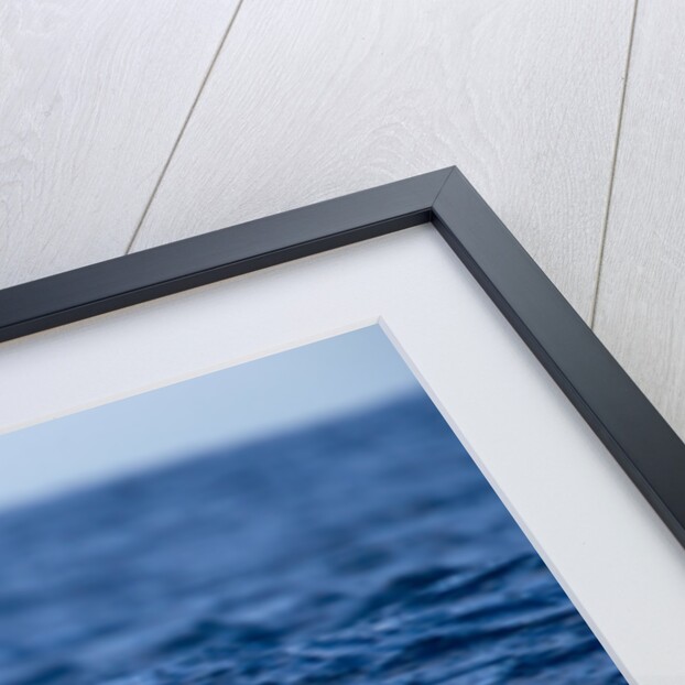 Wandering Albatross Flying above Sea by Anonymous