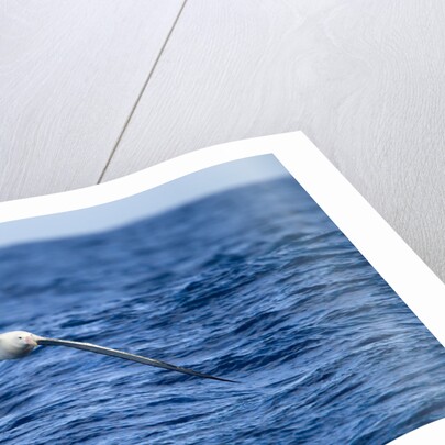 Wandering Albatross Flying above Sea by Anonymous