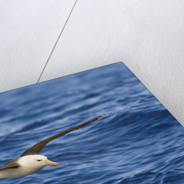 Black-browed Albatross Flying above Sea by Anonymous