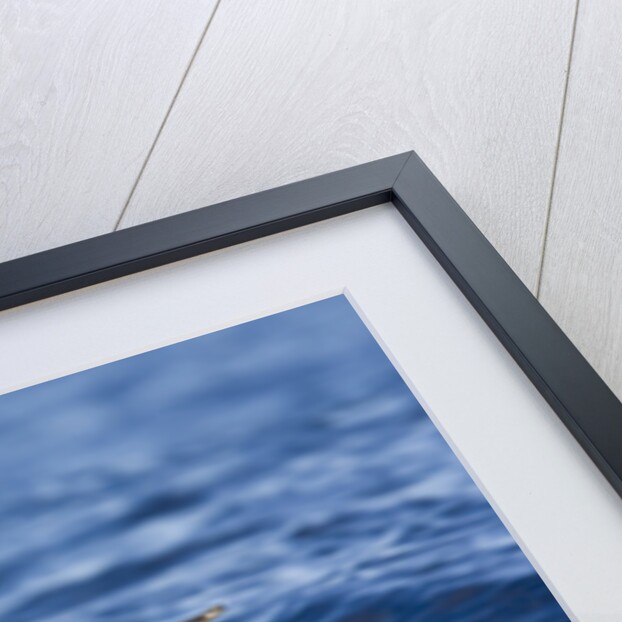 Black-browed Albatross Flying above Sea by Anonymous