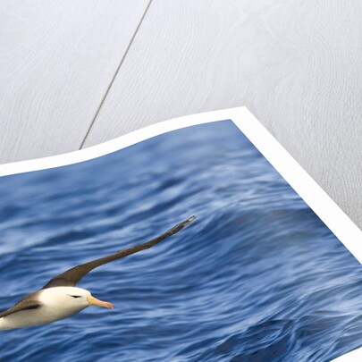 Black-browed Albatross Flying above Sea by Anonymous