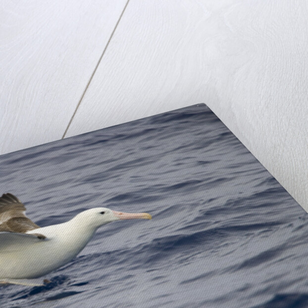 Wandering Albatross Running to Take Off by Anonymous