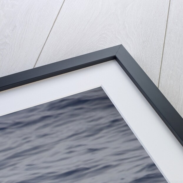 Wandering Albatross Running to Take Off by Anonymous