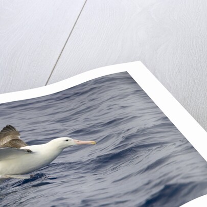 Wandering Albatross Running to Take Off by Anonymous