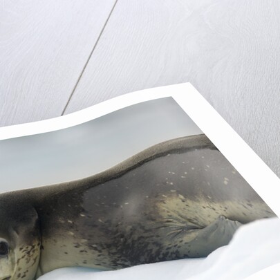 Leopard Seal Resting on Ice Floe by Anonymous