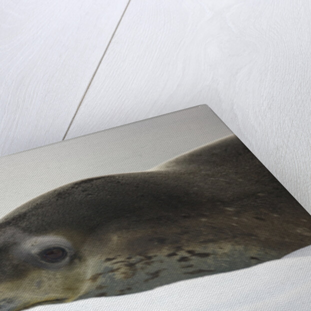 Leopard Seal Resting on Ice by Anonymous