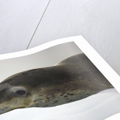 Leopard Seal Resting on Ice by Anonymous