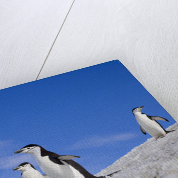 Chinstrap Penguins Descending Ridge by Anonymous