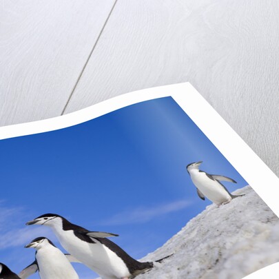 Chinstrap Penguins Descending Ridge by Anonymous