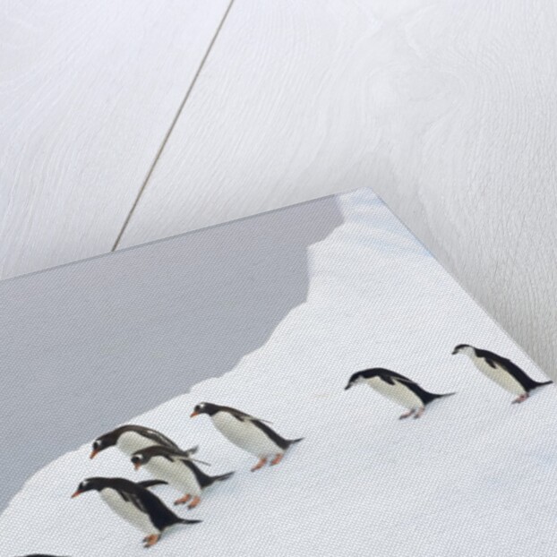 Penguins Walking to Edge of Iceberg by Anonymous