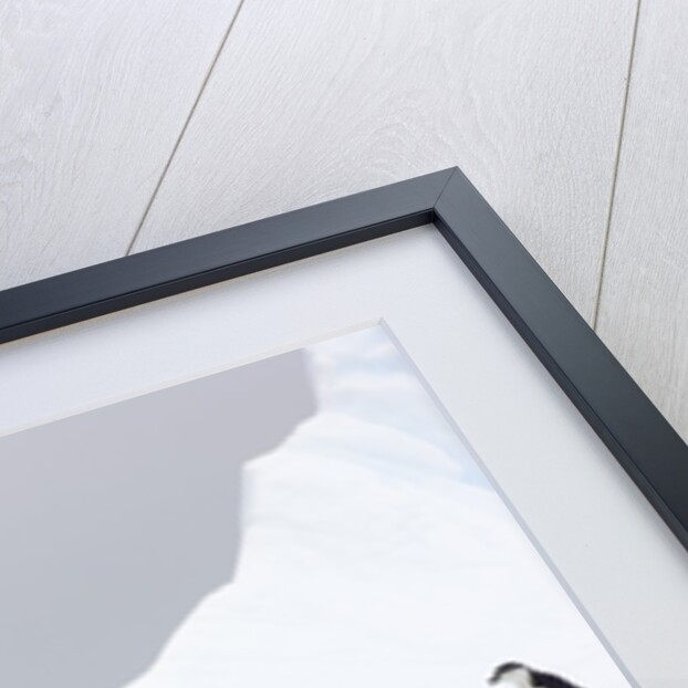 Penguins Walking to Edge of Iceberg by Anonymous