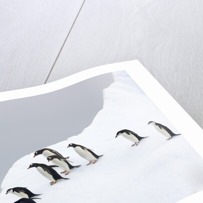 Penguins Walking to Edge of Iceberg by Anonymous