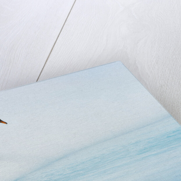 Gentoo Penguins Preparing to Jump in Water by Anonymous