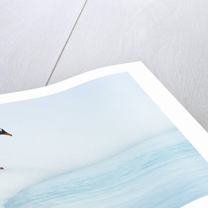 Gentoo Penguins Preparing to Jump in Water by Anonymous