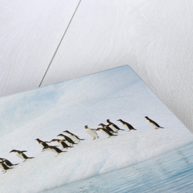Gentoo Penguins Leaving Iceberg by Anonymous