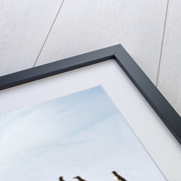 Gentoo Penguins Leaving Iceberg by Anonymous
