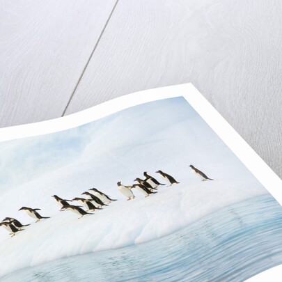 Gentoo Penguins Leaving Iceberg by Anonymous