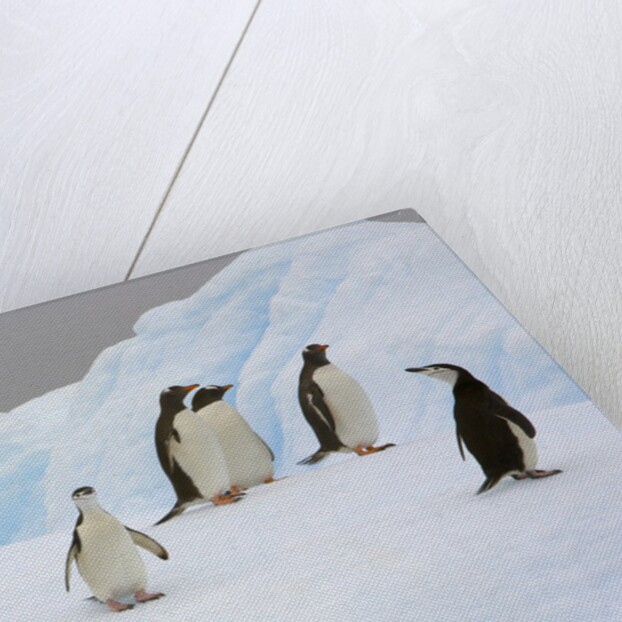 Penguins Standing on Iceberg by Anonymous