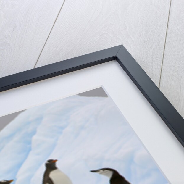 Penguins Standing on Iceberg by Anonymous