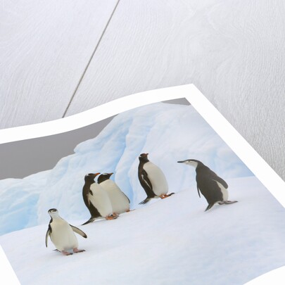 Penguins Standing on Iceberg by Anonymous