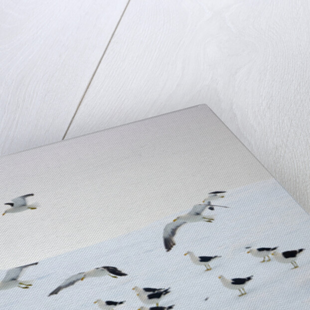 Flock of Dominican Gulls on Iceberg by Anonymous