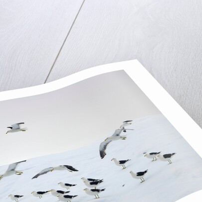 Flock of Dominican Gulls on Iceberg by Anonymous