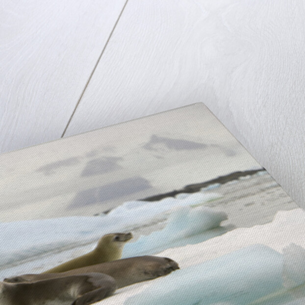 Crabeater Seals Resting on Ice Floe by Anonymous