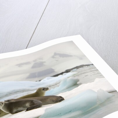 Crabeater Seals Resting on Ice Floe by Anonymous