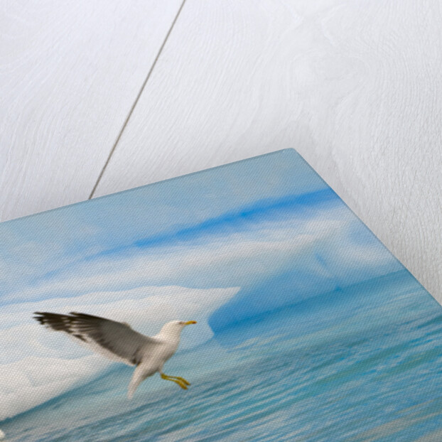 Dominican Seagulls by Iceberg by Anonymous